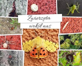 zwierzeta